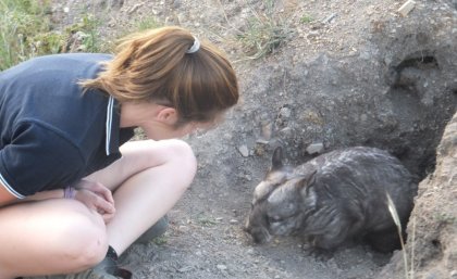 Dr Alyce Swinbourne with a wombat